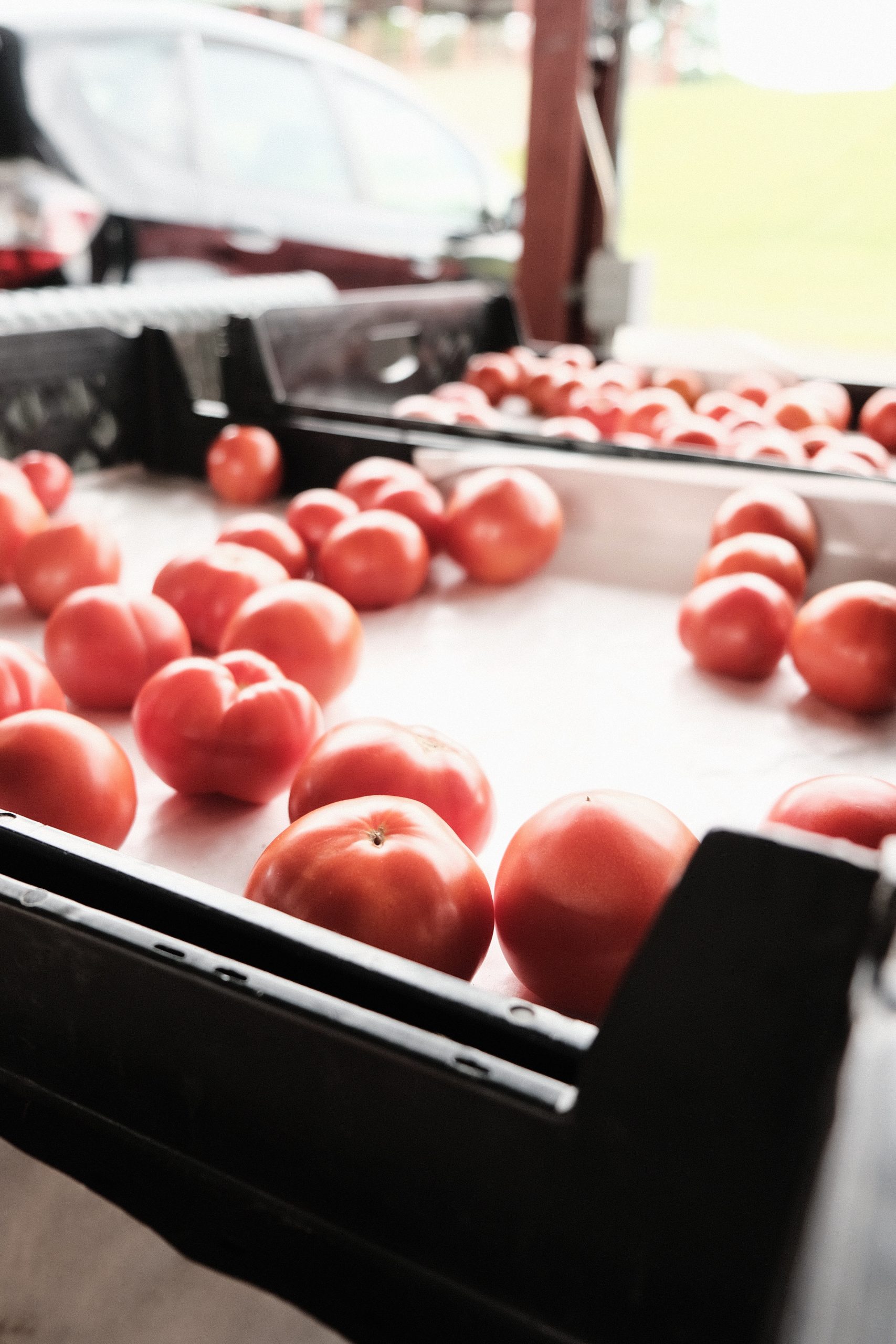 Farmer’s Market Tomatoes